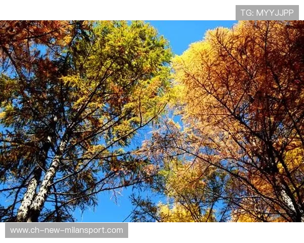 哈兰德被称作“家乡之光”,当地热情礼遇不断 哈兰德被称作“家乡之光”,当地热情礼遇不断